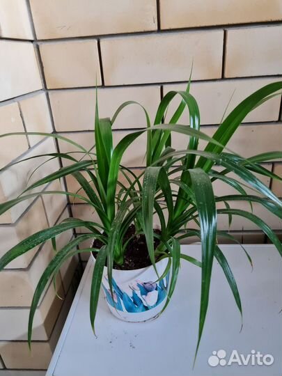 Филодендрон, панданус, цицус, папоротники