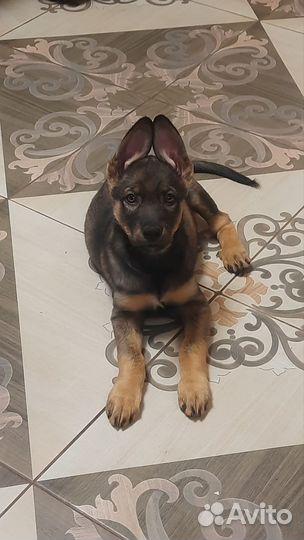 Помесь овчарки