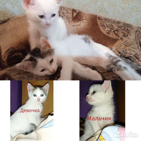 Котята в добрые руки бесплатно