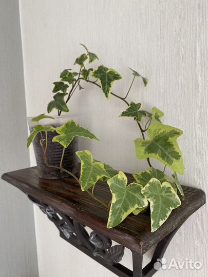 Хедера минт колибри и хедера golg Child плющ