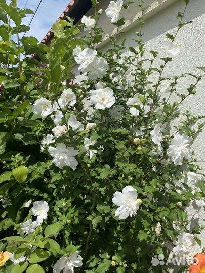 Гибискус белый махровый