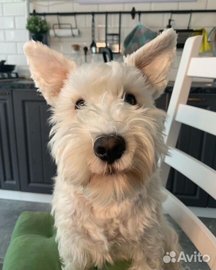 Собака для фотосессии