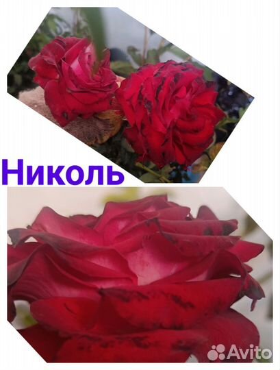 Лаванда, розы