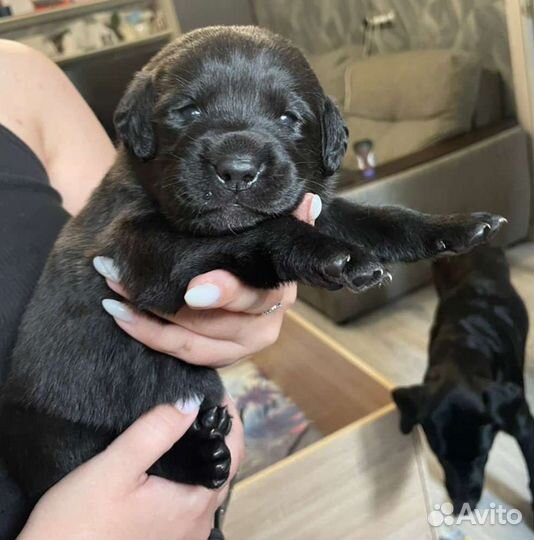 Щенки лабрадора