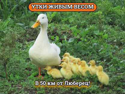 Утки живым весом / Утка домашняя / Яйцо / Мясо, Люберцы