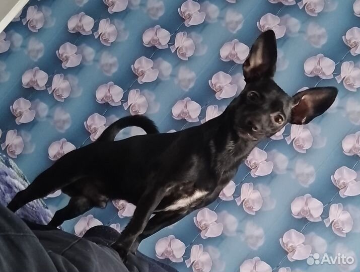 Русский той-терьер вязка