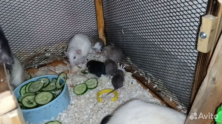 Крысята дамбо