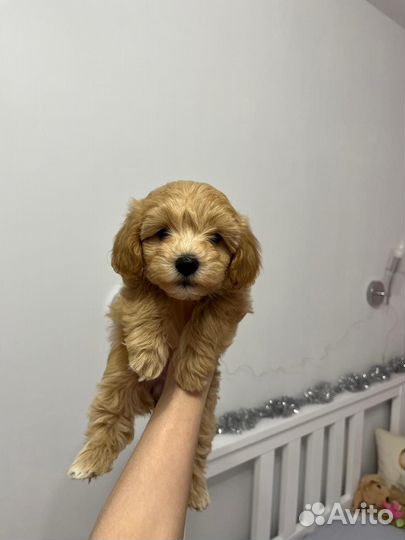 MaltiPoo элитные малыши
