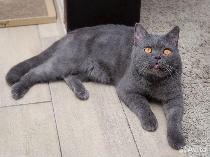 Коржик - шикарный парень в поисках настоящего дома