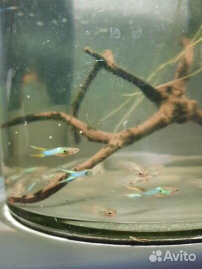 Гуппи японские