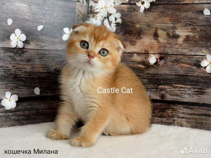 Ласковые детки