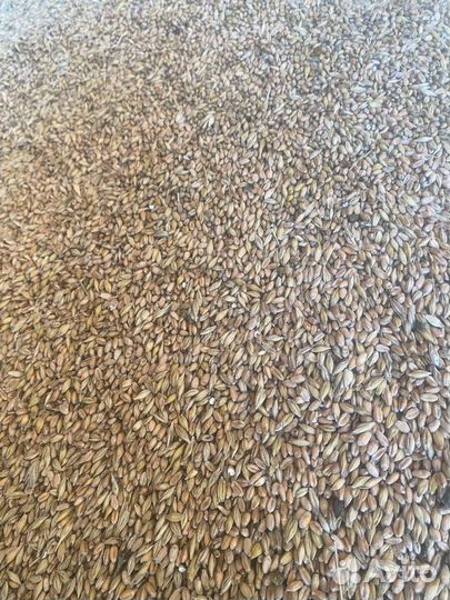 Пшеница,ячмень