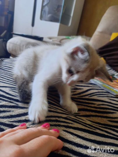 Котенок (мальчик)