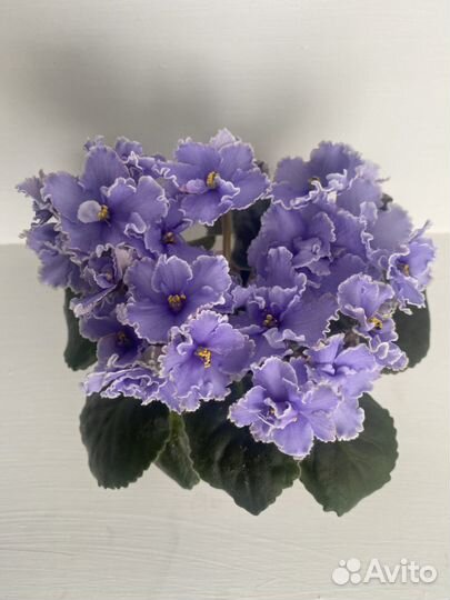 Сортовые фиалки