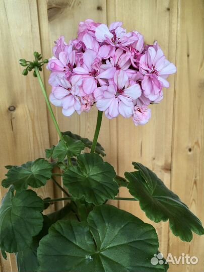 Герань махровая розовая с бутонами
