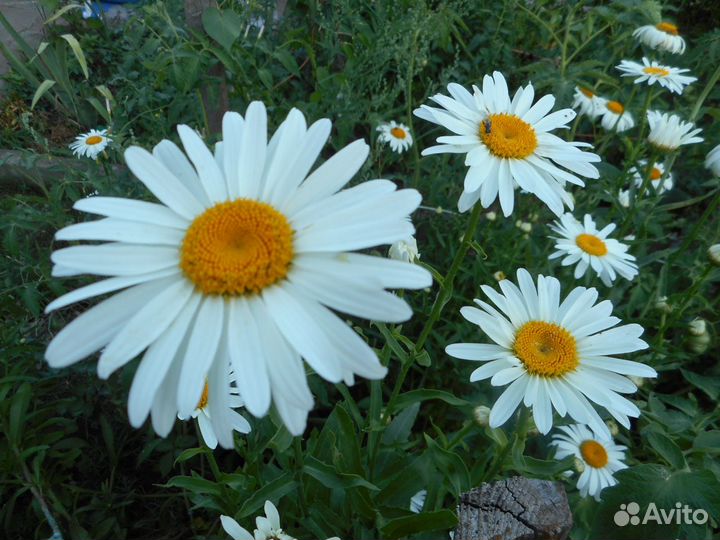 Многолетние ромашки, лилейники