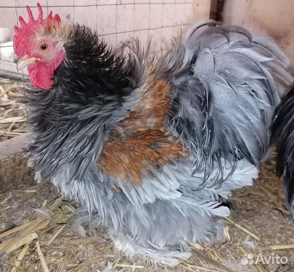 Карликовые кохинхины - инкубационное яйцо