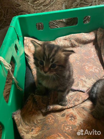 Котята в добрые руки