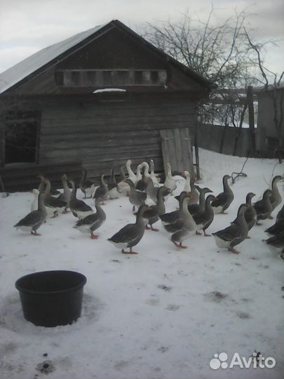 Инкубационное яйцо гусей домашн