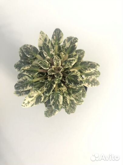 Сортовые фиалки