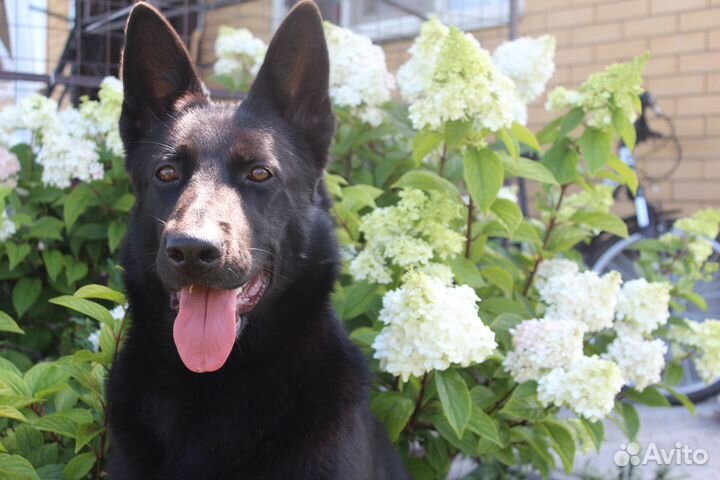 Зеркальный фотоаппарат canon 600d