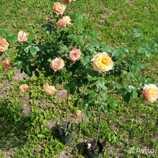 Штамбовые розы