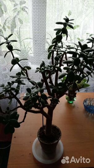 Денежное дерево толстянка