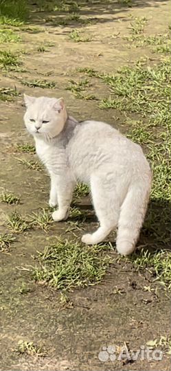Отдам котика