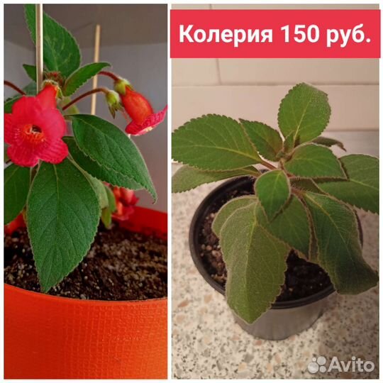 Комнатные цветы