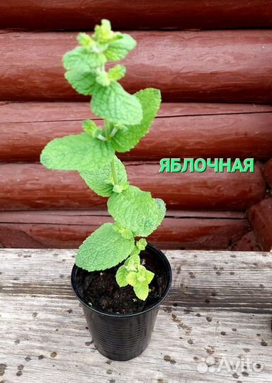 Саженцы мяты