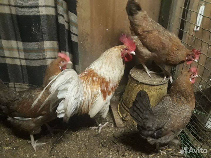 Куры, петухи, цыплята, инкубационное яйцо