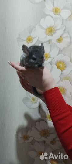 Шиншиллы(хороший подарок )