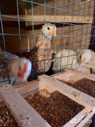 Цыплята несушки, бройлеры, перепела