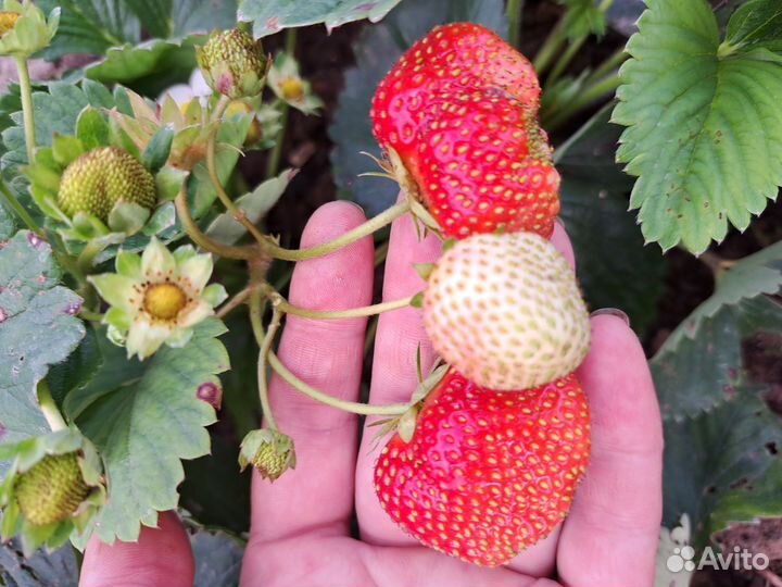 Рассада клубники