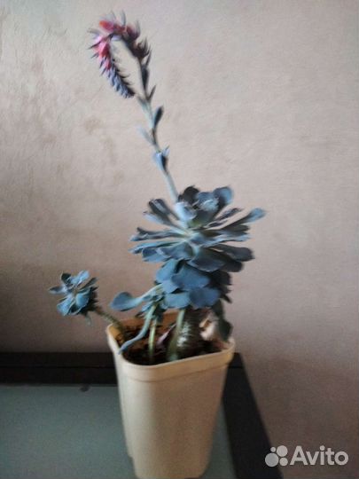 Эхивериумы