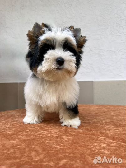 Бивер супер щенки