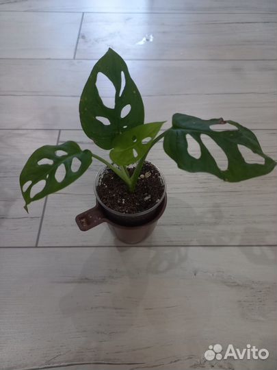 Монстера обликва