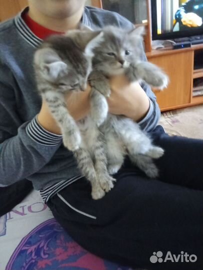 Котята в добрые руки бесплатно(мальчики)