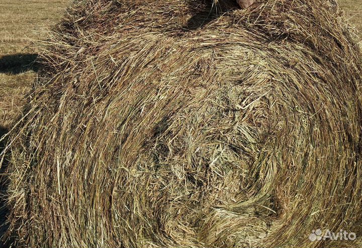 Продам сено