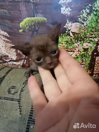 Котики девон рекс