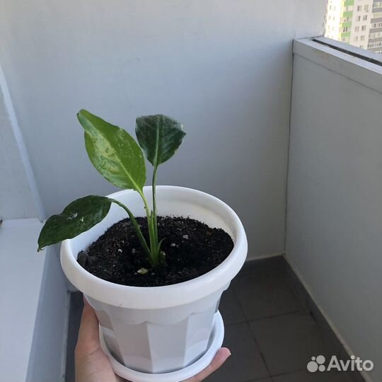 Спатифиллум (женское счастье)