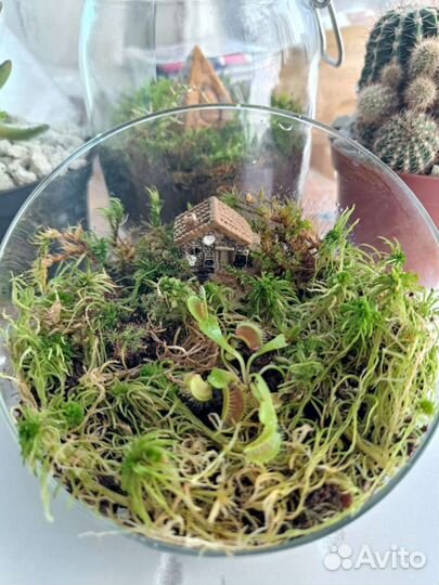 Флорариумы с растениями - хищниками и суккулентами