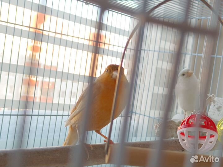 Канарейка самка