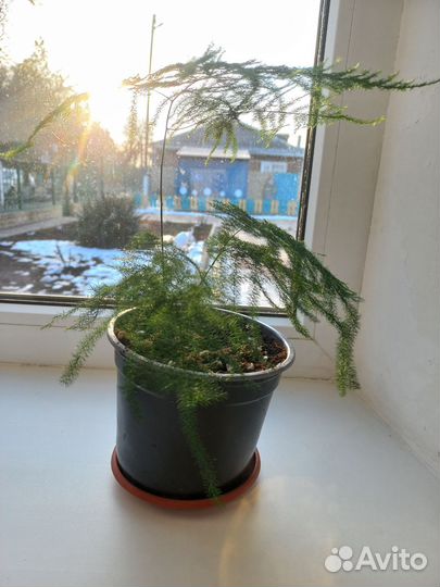 Комнатные цветы аспарагус перистый