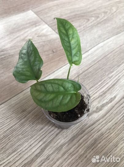 Монстеры разные