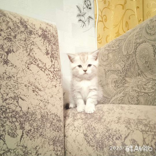 Шотландская