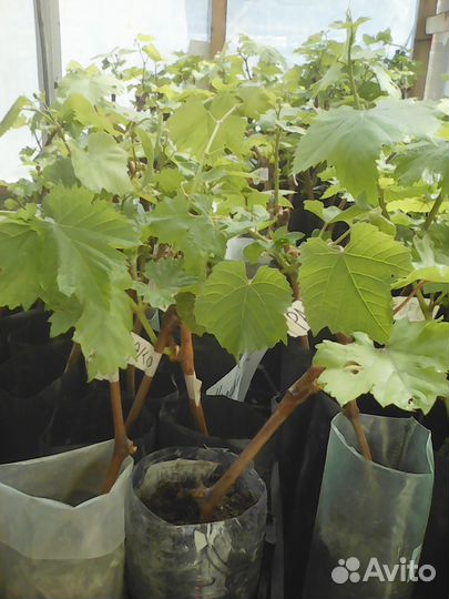 Саженцы -винограда