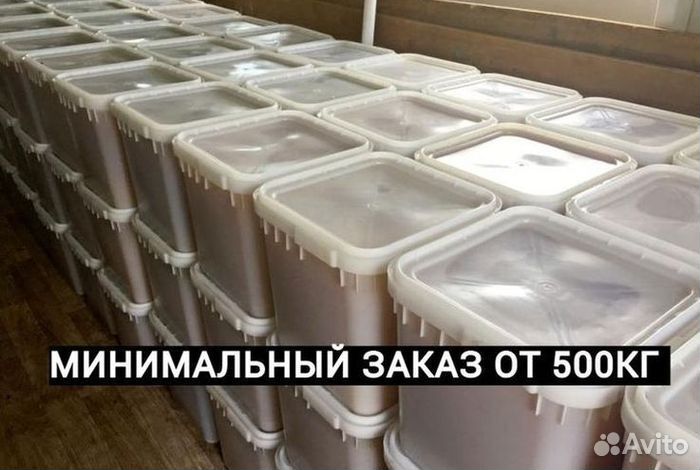 Мед оптом с Алтая от 0.5 Тонн