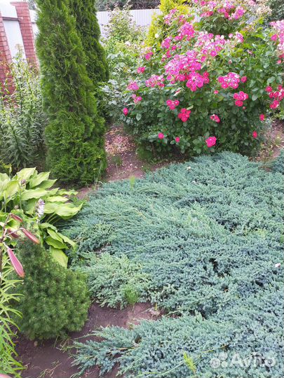 Цветущий саженец розы Шоне Кобленцерин