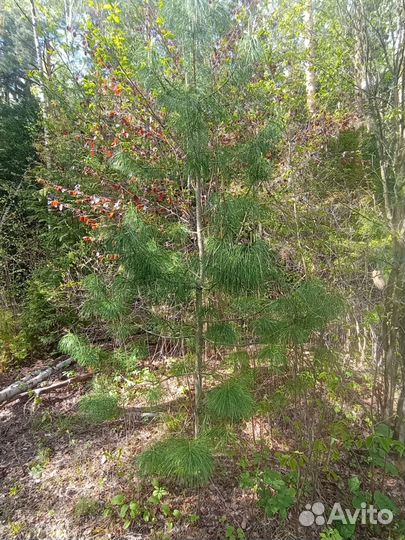 Кедр сибирский саженцы